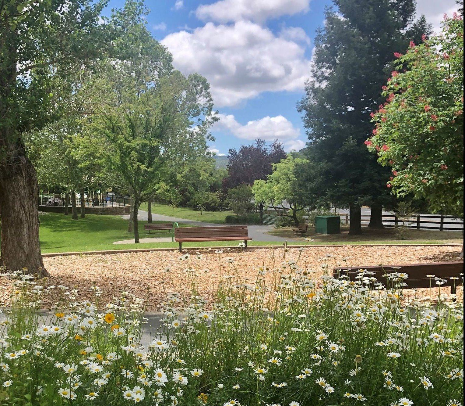 Commons Park 2020 Wildflowers