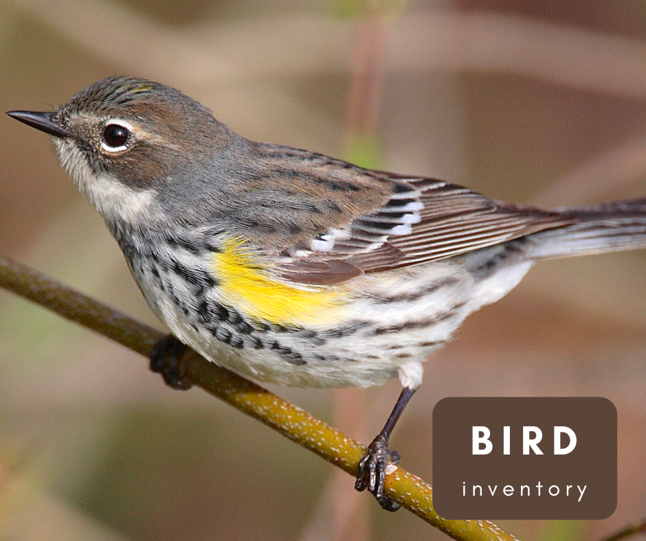 Bird Inventory Image