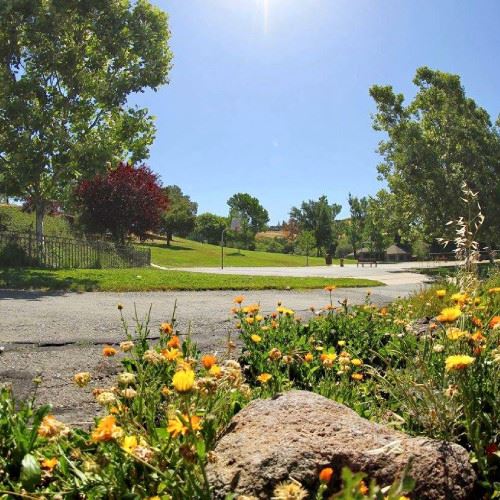California Poppies sway in the wind at Moraga Commons with the Sand Volleyball courts in the backgro